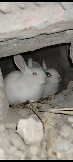 Bunny Pair Black Eye And Red Eye Pair All Available/Price 1 Piece=700