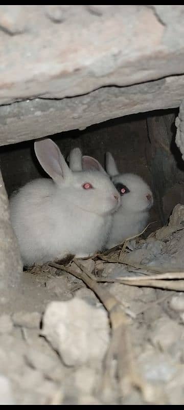 Bunny Pair Black Eye And Red Eye Pair All Available/Price 1 Piece=700 0