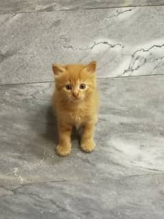 Persian kittens available