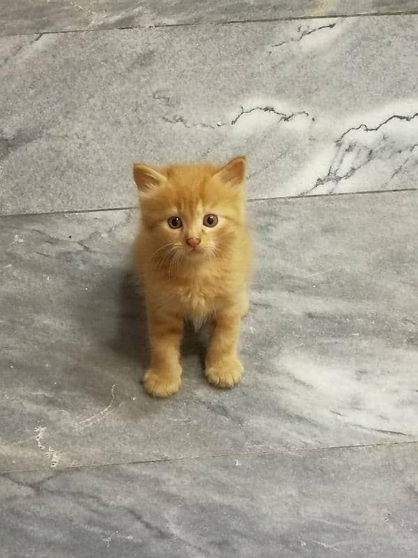 Persian kittens available 0