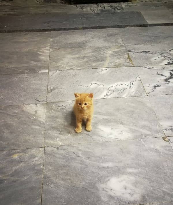 Persian kittens available 1