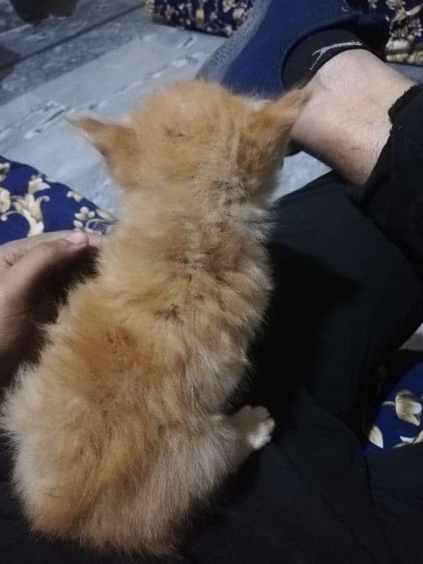 Persian kittens available 2