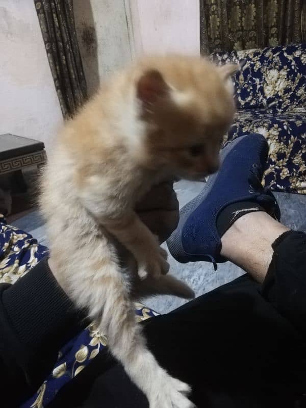 Persian kittens available 3