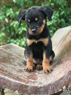 rottweiler