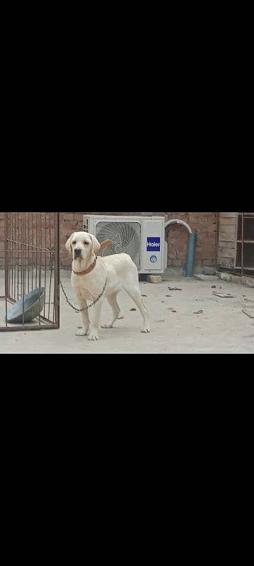 British Labrador Female puppy 7month old High Quailty puppy 0