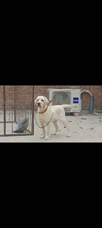 British Labrador Female puppy 7month old High Quailty puppy 1