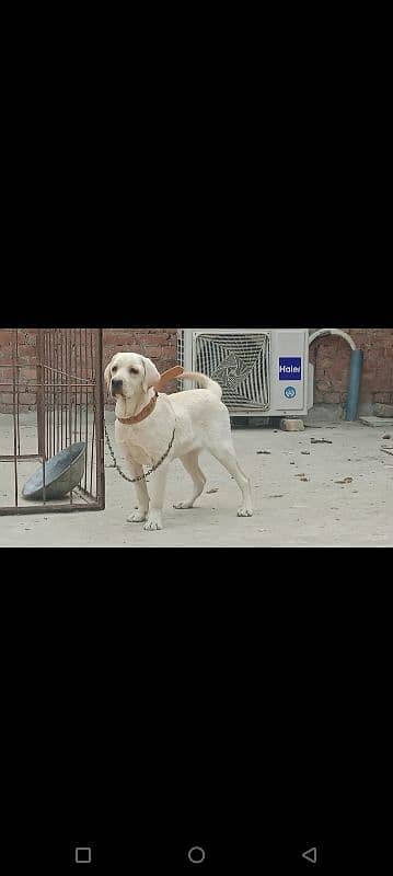 British Labrador Female puppy 7month old High Quailty puppy 2