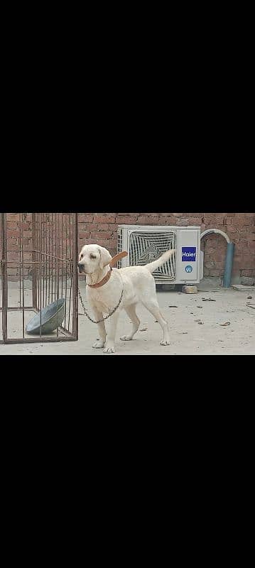 British Labrador Female puppy 7month old High Quailty puppy 3