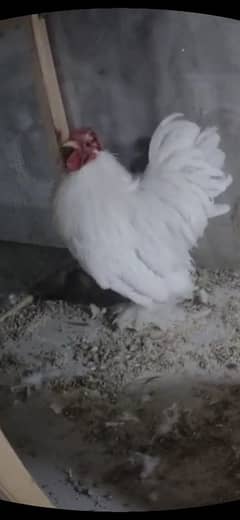 White bantam male