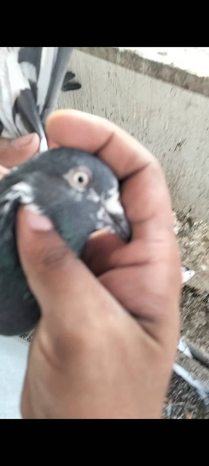 kabli pigeon 4