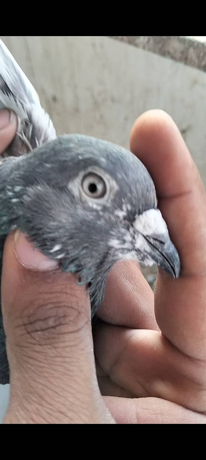 kabli pigeon 6