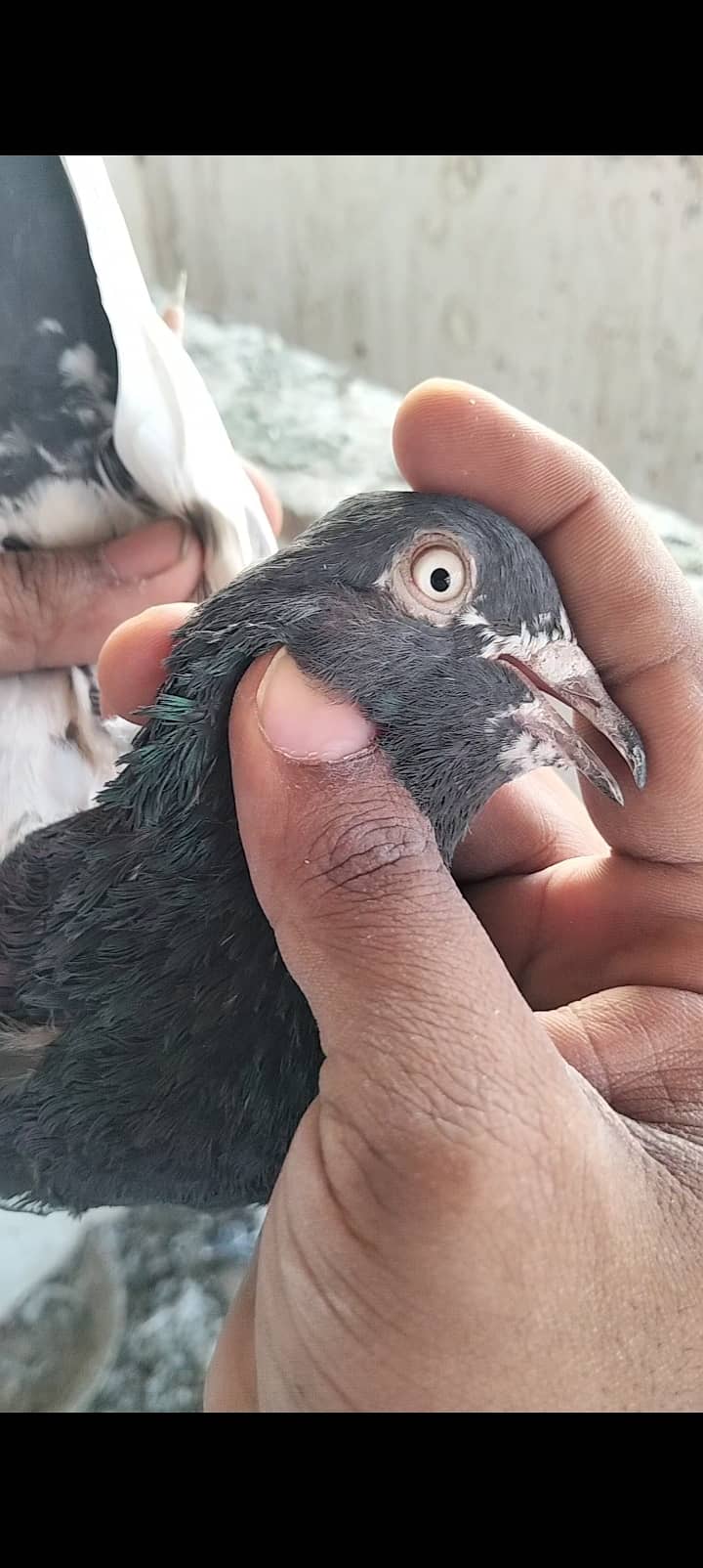 kabli pigeon 7