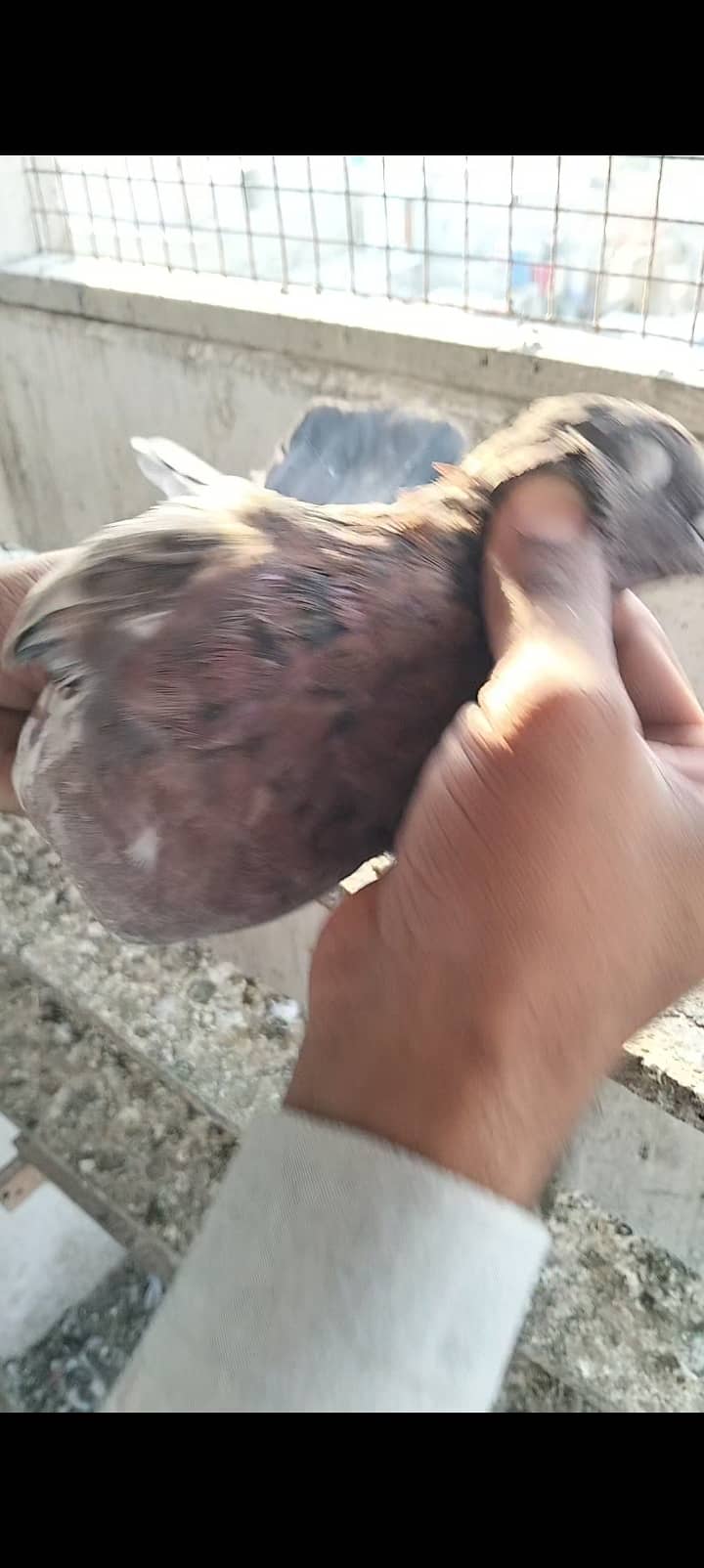 kabli pigeon 9