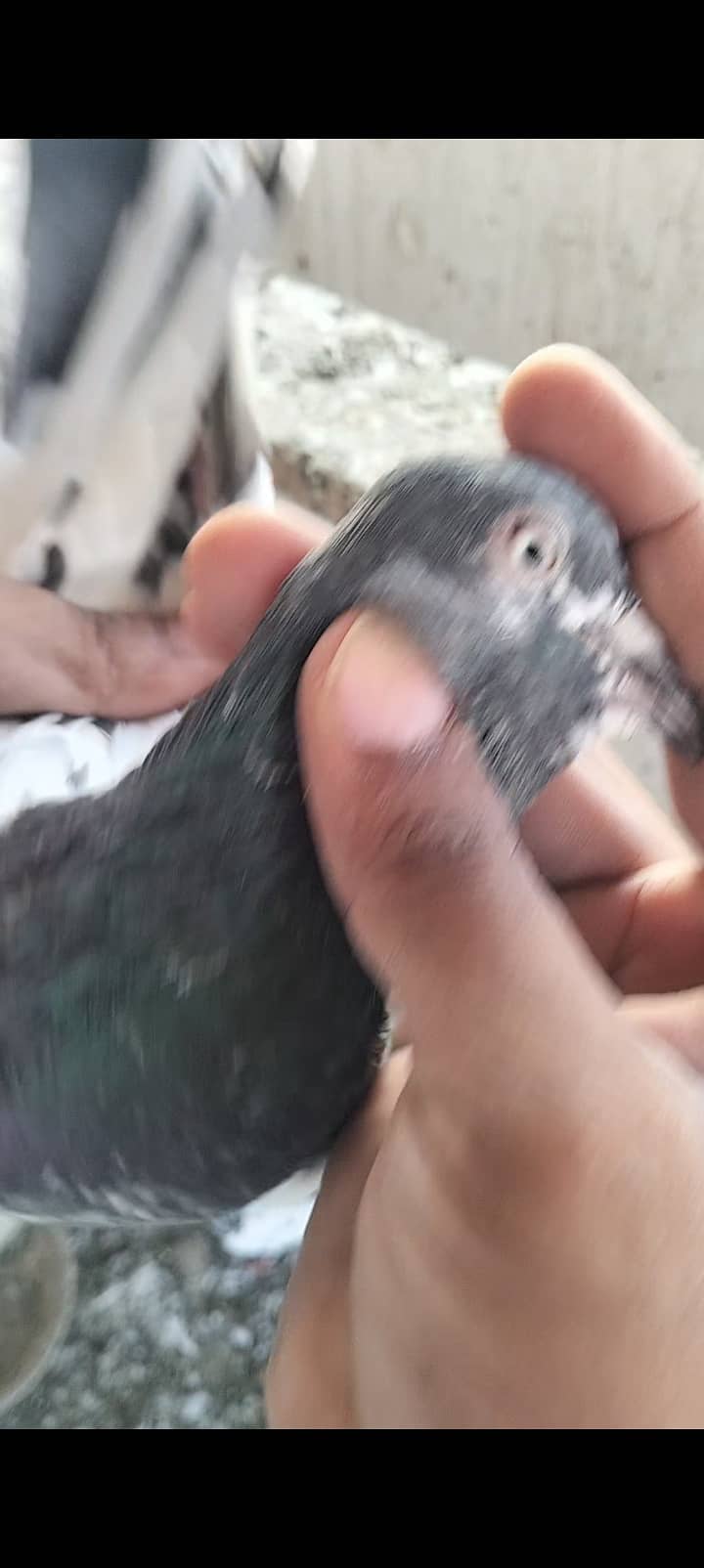 kabli pigeon 10