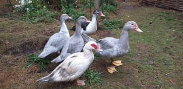 young muscovy ducks