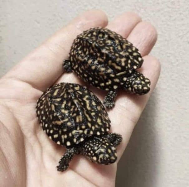 Real Turttles for make kids happy 3