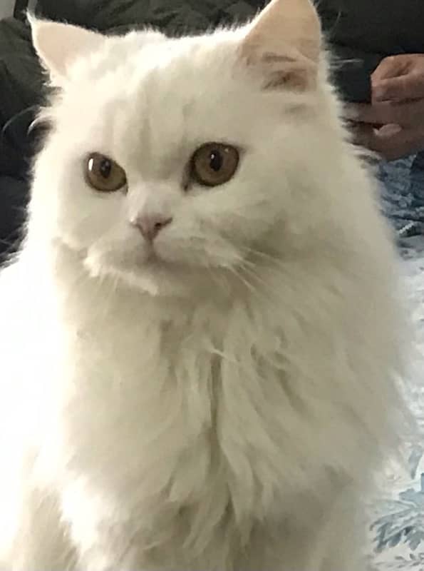 white Persian female cat for sale 0