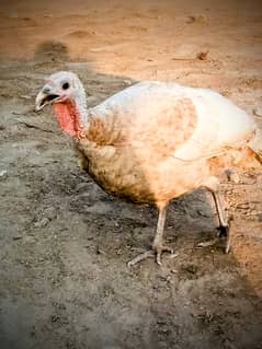 Turkey Pair For Sale