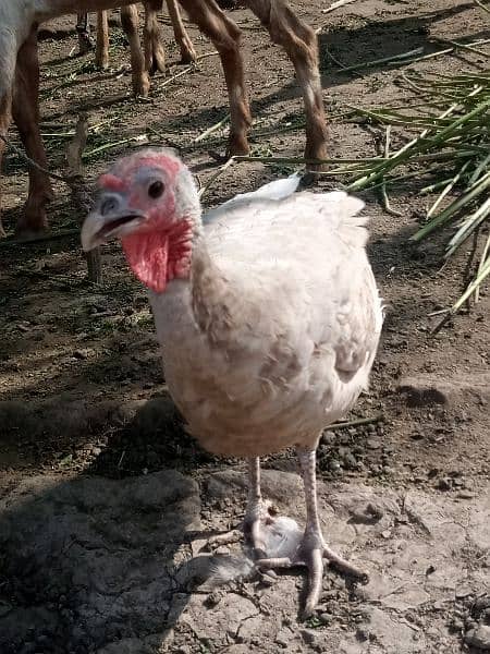 Turkey Pair For Sale 2