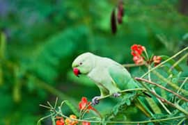 green ring neck female