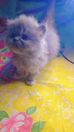 Persian female kitten near to peki face