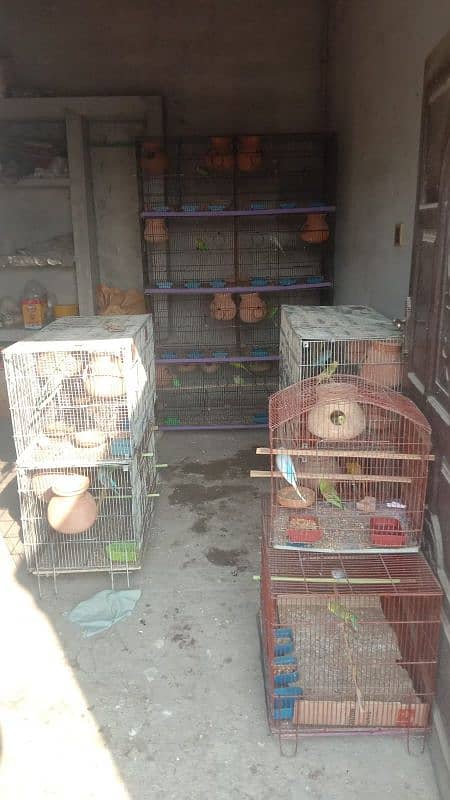 Budgie, Desi Hen's ,Cages, breeding box,matki 0