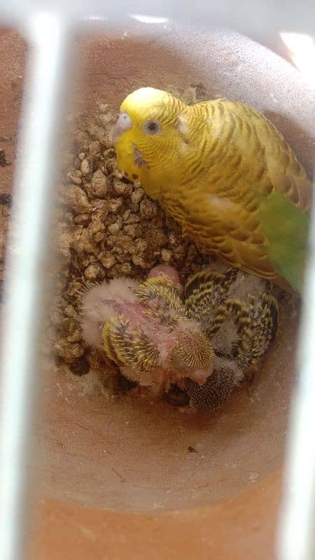 Budgie, Desi Hen's ,Cages, breeding box,matki 5