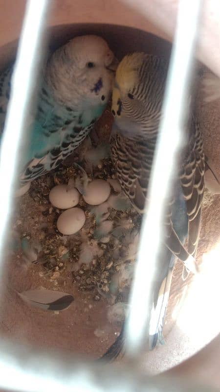 Budgie, Desi Hen's ,Cages, breeding box,matki 7