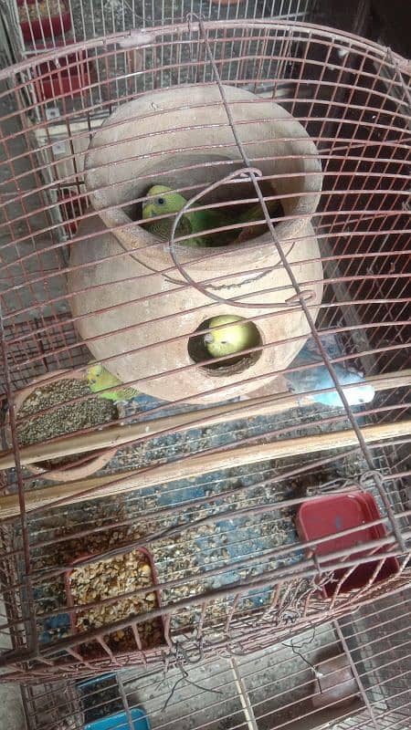 Budgie, Desi Hen's ,Cages, breeding box,matki 11