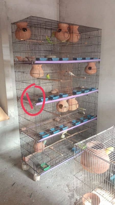 Budgie, Desi Hen's ,Cages, breeding box,matki 12