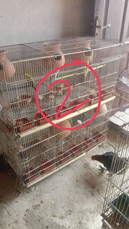 Budgie, Desi Hen's ,Cages, breeding box,matki 13