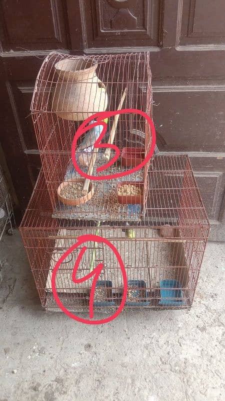 Budgie, Desi Hen's ,Cages, breeding box,matki 14