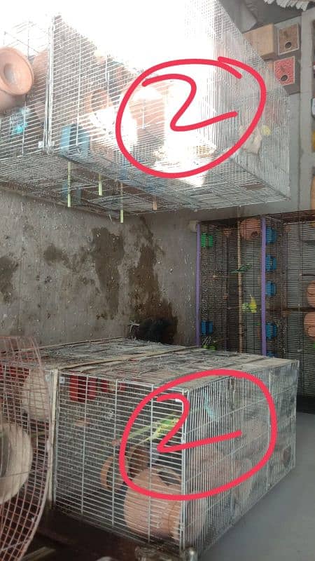 Budgie, Desi Hen's ,Cages, breeding box,matki 15