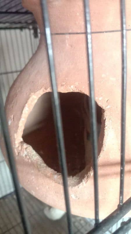 Budgie, Desi Hen's ,Cages, breeding box,matki 16