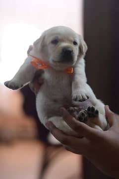 Excellent Quality Adorable Labrador puppies up for grab