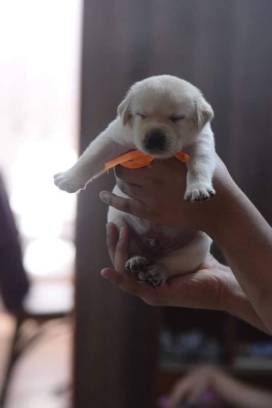 Excellent Quality Adorable Labrador puppies up for grab 1