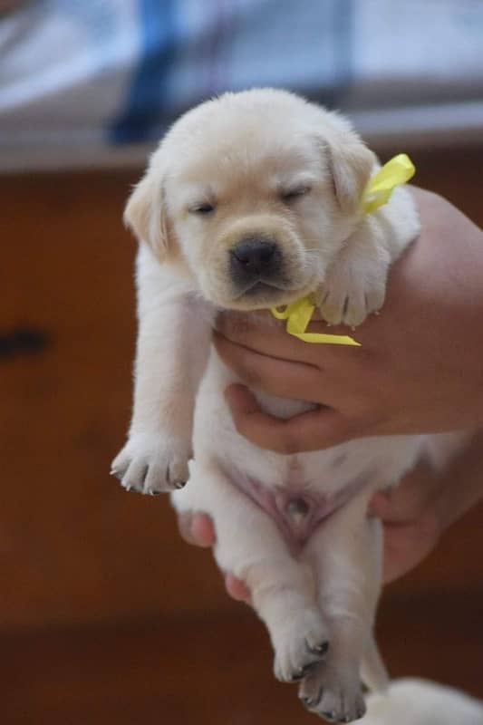 Excellent Quality Adorable Labrador puppies up for grab 2