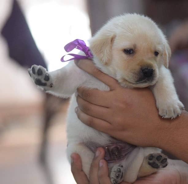 Excellent Quality Adorable Labrador puppies up for grab 3