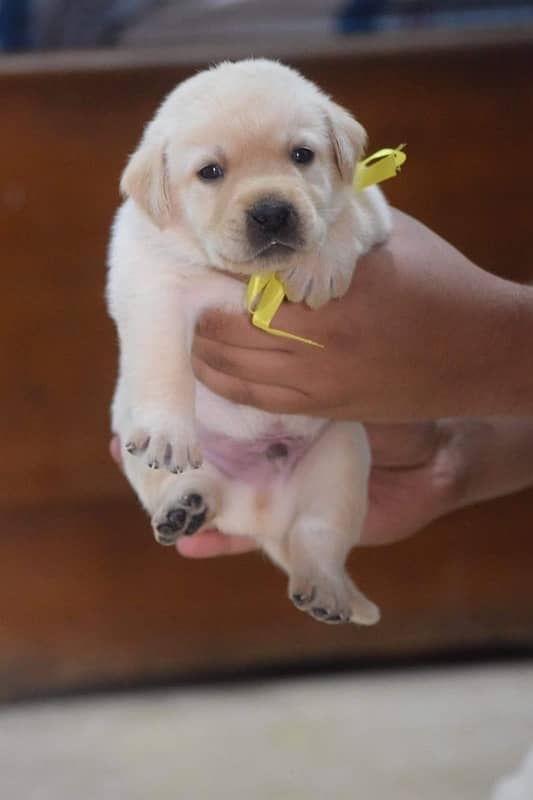 Excellent Quality Adorable Labrador puppies up for grab 4