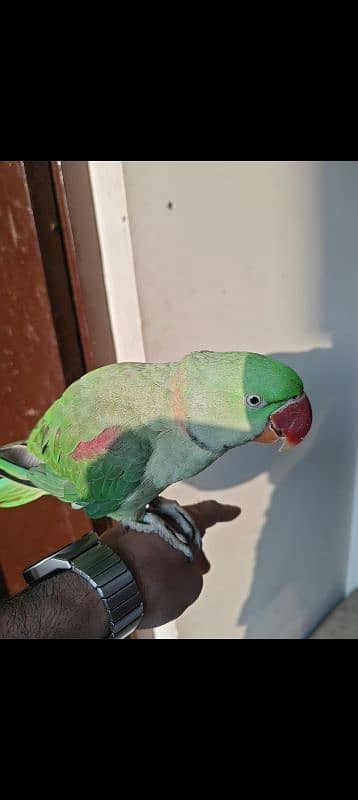 Raw Parrot Male 1