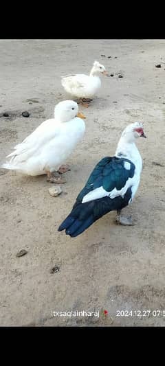 Urgent for Sale jpani Fancy Duck's pair And one Male Magh