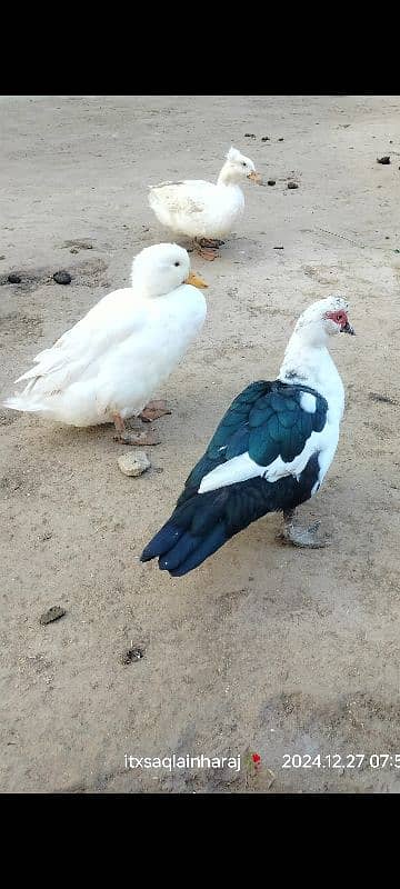 Urgent for Sale jpani Fancy Duck's pair And one Male Magh 0