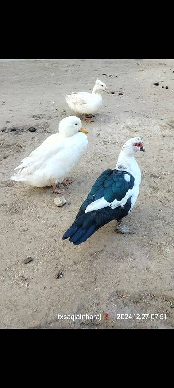 Urgent for Sale jpani Fancy Duck's pair And one Male Magh 1