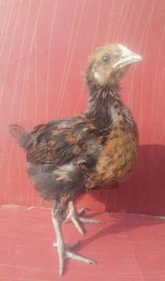 only 1 chick avaliable 2month age