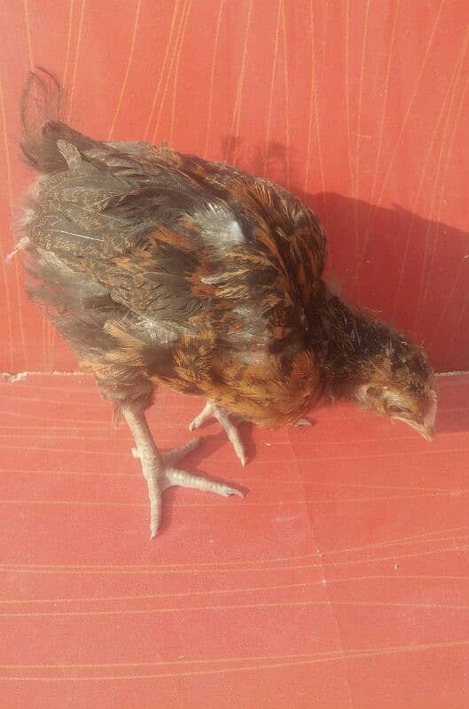 only 1 chick avaliable 2month age 1