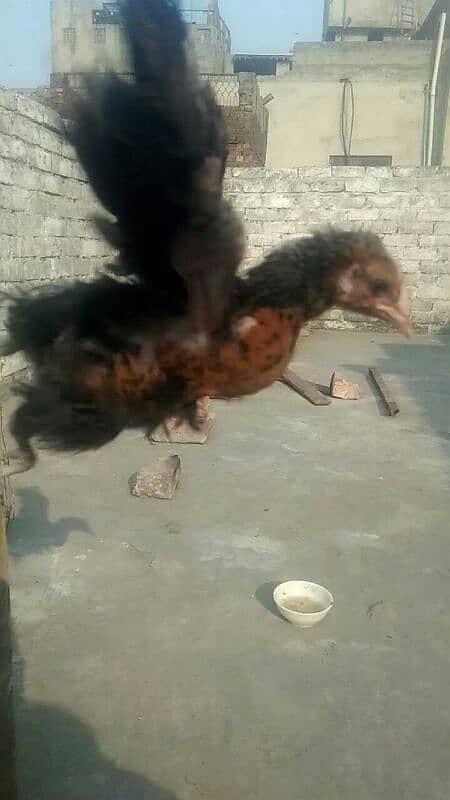 only 1 chick avaliable 2month age 2