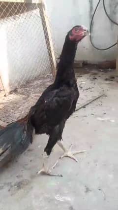 black shamo ring bird chik for sale :Age:4 months