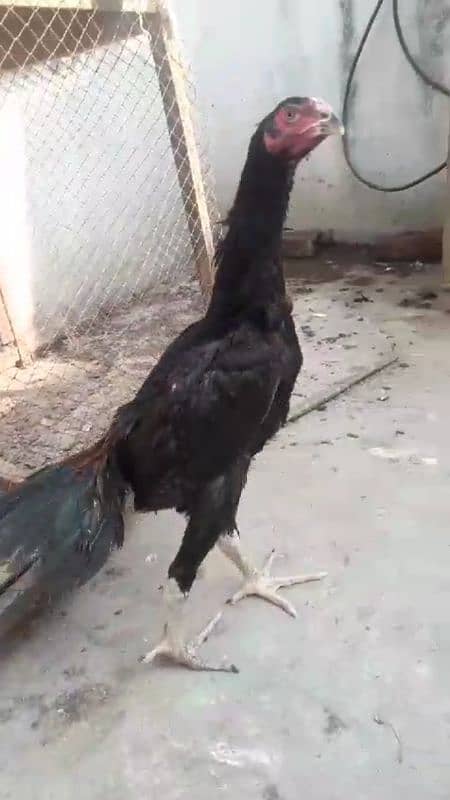 black shamo ring bird chik for sale :Age:4 months 0