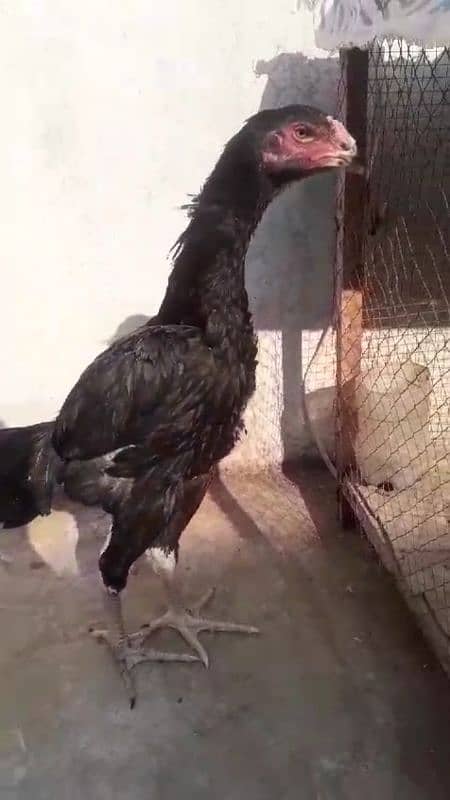 black shamo ring bird chik for sale :Age:4 months 1