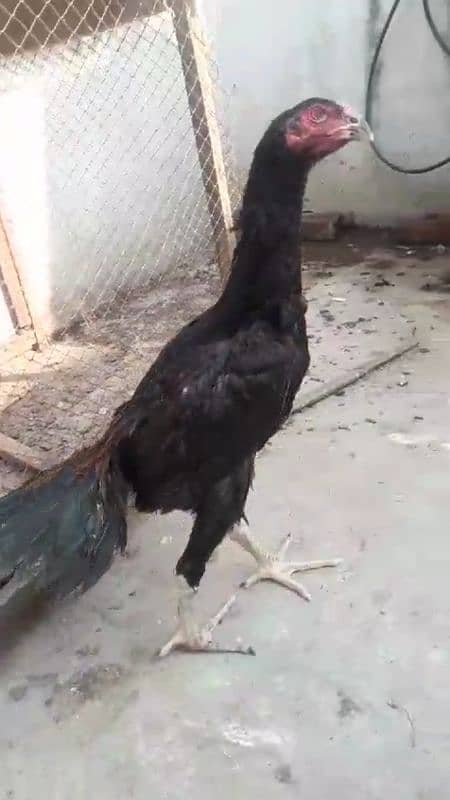 black shamo ring bird chik for sale :Age:4 months 2